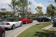 Mustangs Lined Up